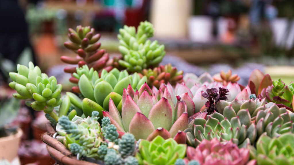 Boutique de succulentes rares : comment choisir un vendeur fiable ?