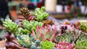 Boutique de succulentes rares : comment choisir un vendeur fiable ?