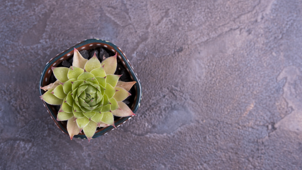 plante succulente posé sur un plan de travail gris